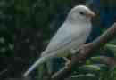 V austrálii bylo možné fotografovat bílý vrabec